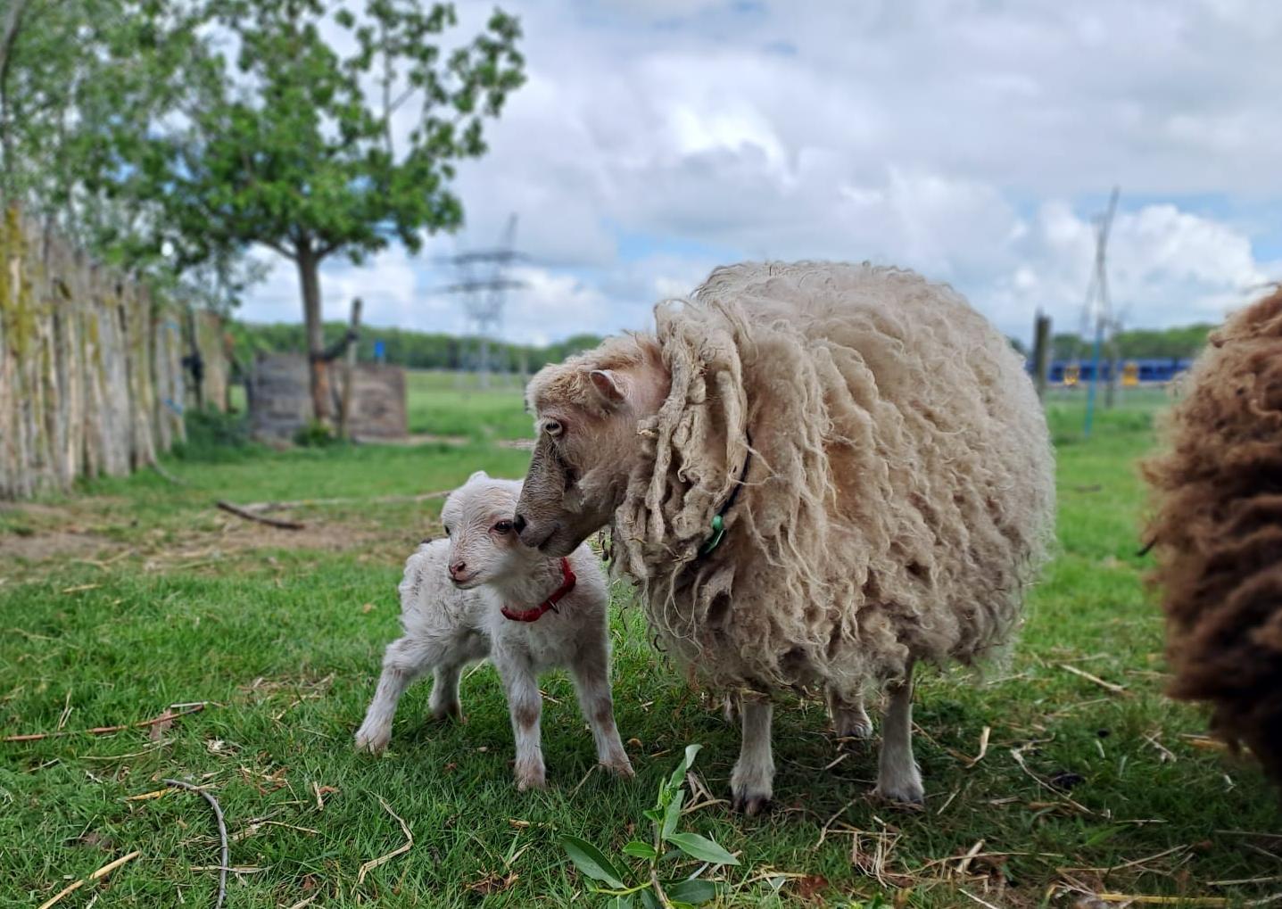 Schapen in het veld
